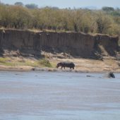  The Serengeti, TZ